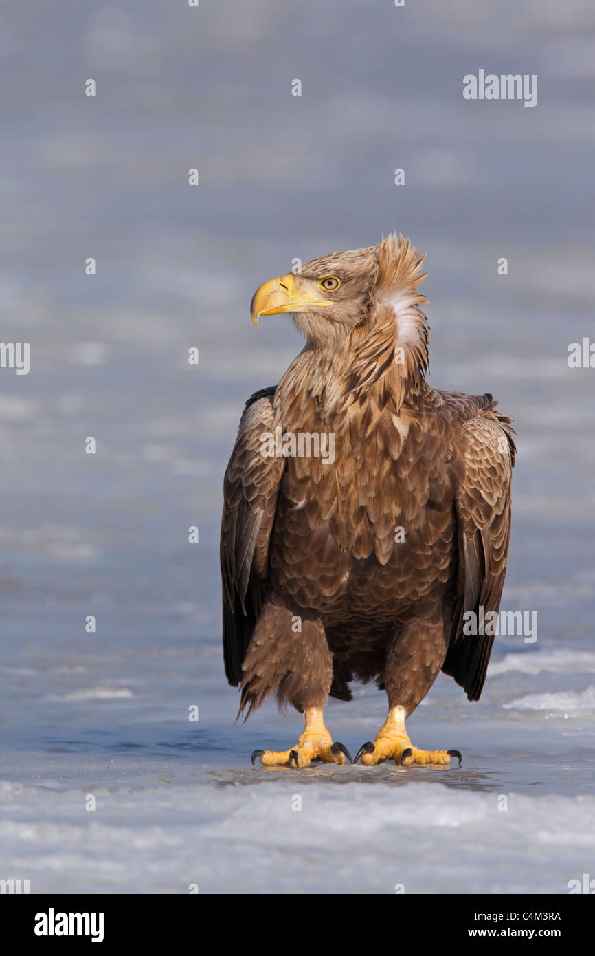 White-tailed Eagle / l'Aigle de mer / Erne (Haliaeetus albicilla) sur un lac gelé en hiver, Allemagne Banque D'Images