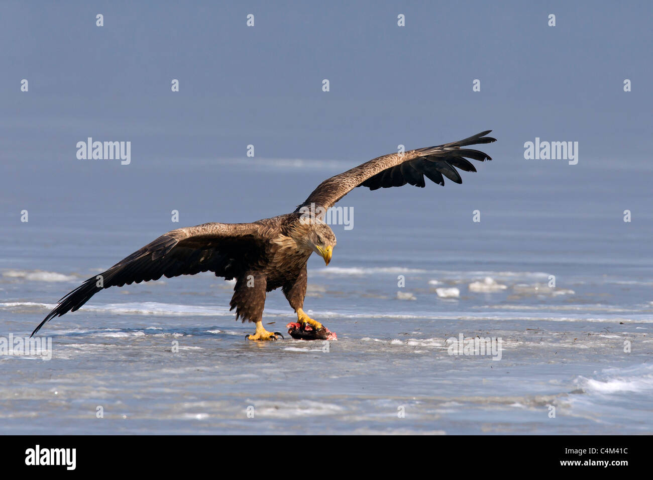White-tailed Eagle / l'Aigle de mer / Erne (Haliaeetus albicilla) avec les proies sur lac gelé en hiver, Allemagne Banque D'Images