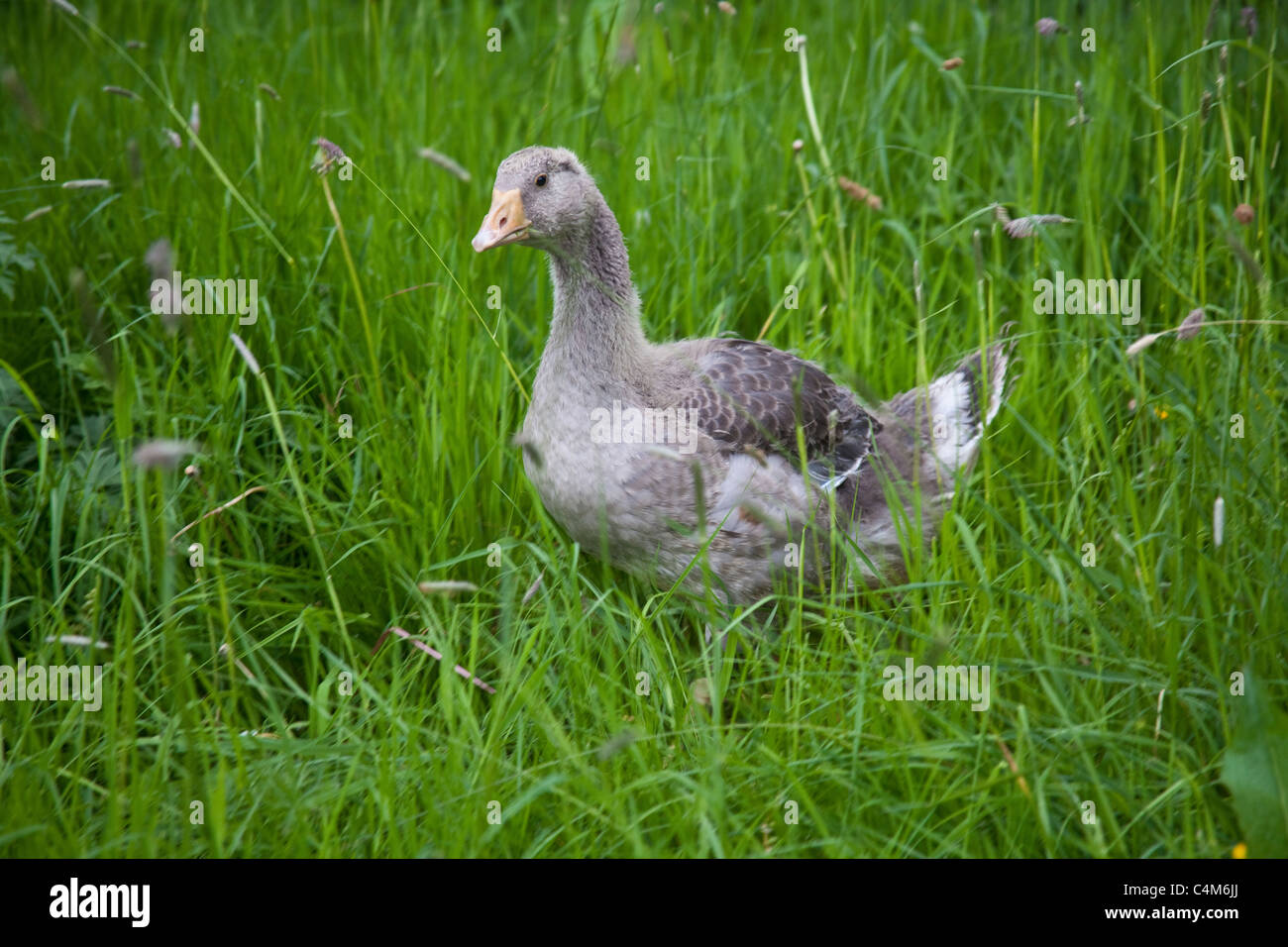 Les jeunes oies de Toulouse ou gosling ( 2 mois), Hampshire, Angleterre, Royaume-Uni. Banque D'Images