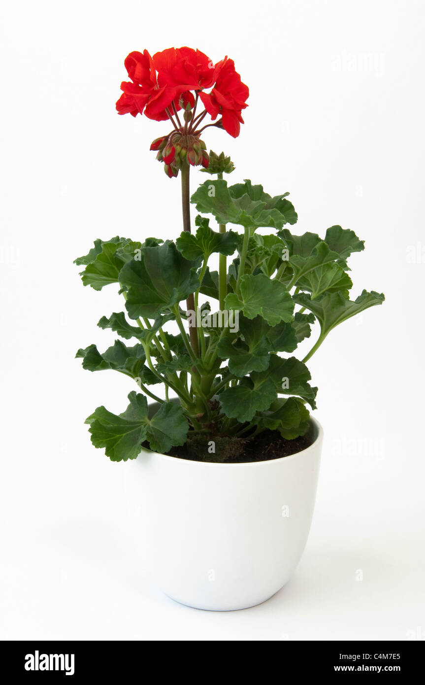 Géranium, Pélargonium Pelargonium zonale (hybride). Plante à fleurs rouges. Banque D'Images