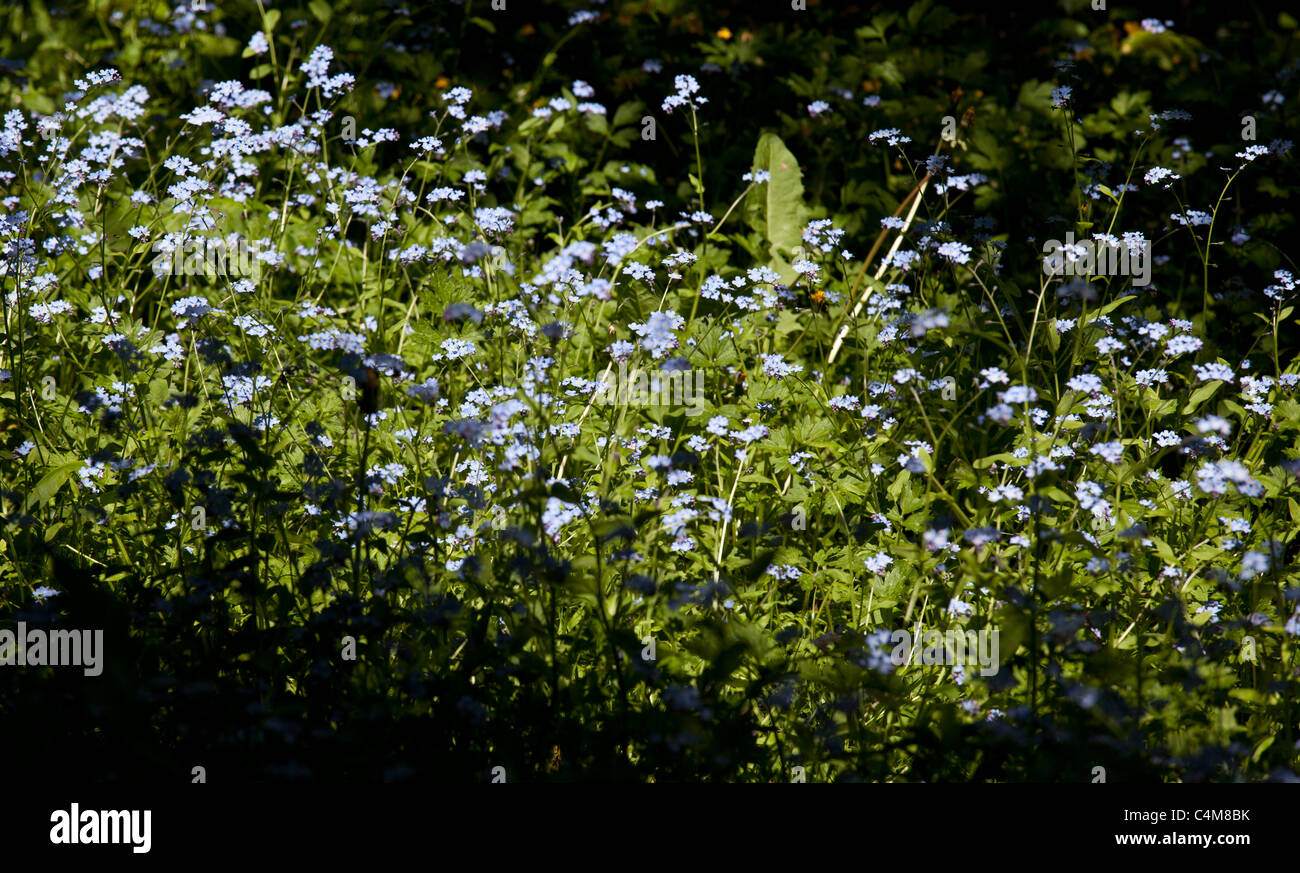 Forget-me-not Flowers growing in woodland glade Banque D'Images