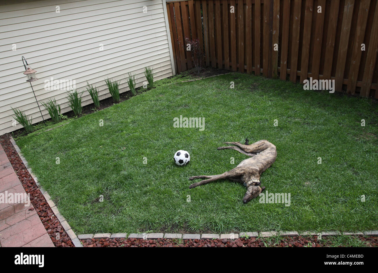 Un chien lévrier bringé couché dans l'herbe verte sur une pelouse avec un ballon de soccer. Banque D'Images