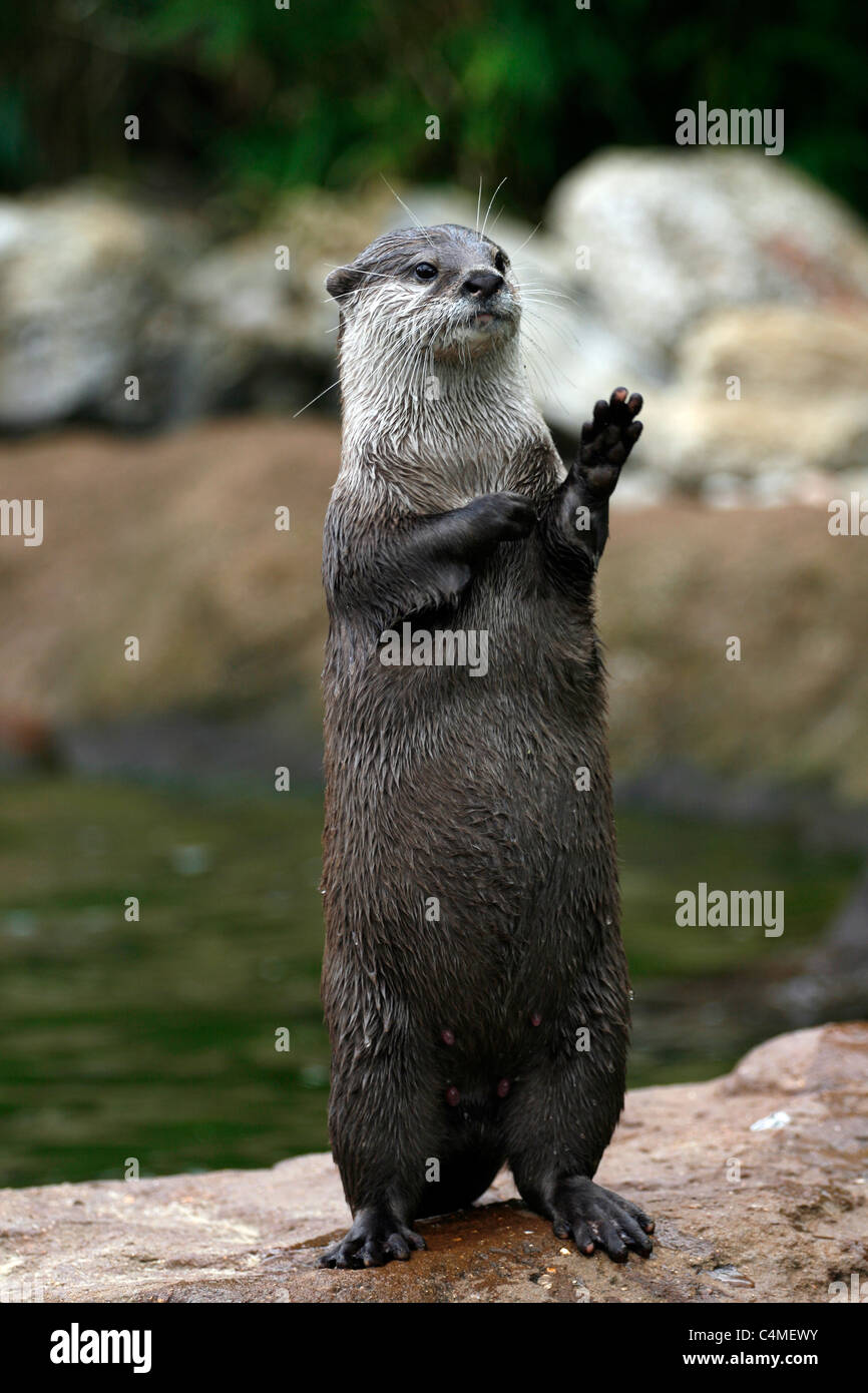 Otter en agitant Banque D'Images