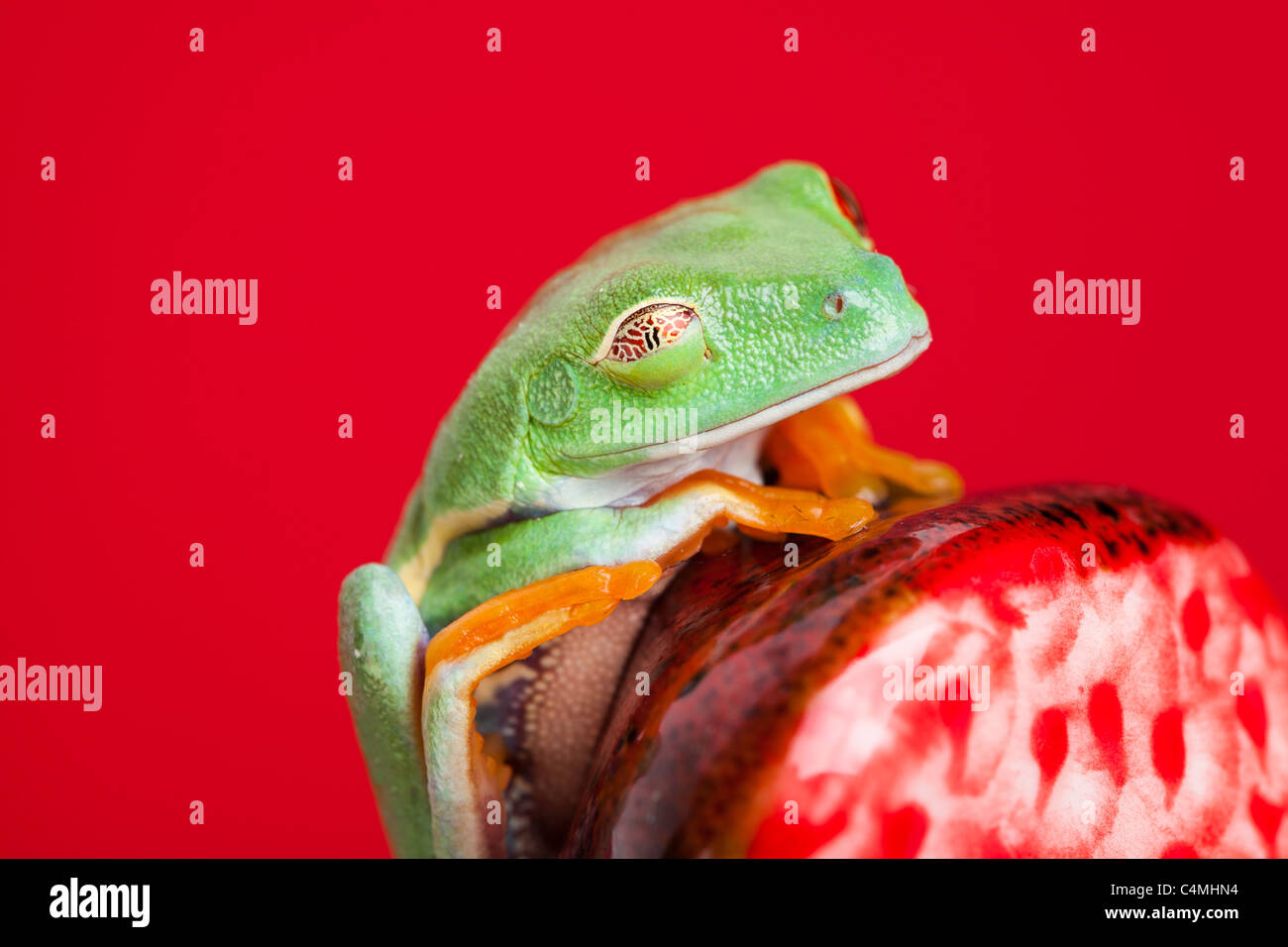 Grenouille verte avec des yeux rouges. Banque D'Images