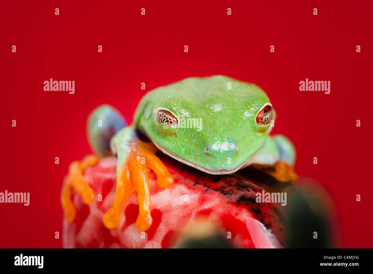 Grenouille verte avec des yeux rouges. Banque D'Images