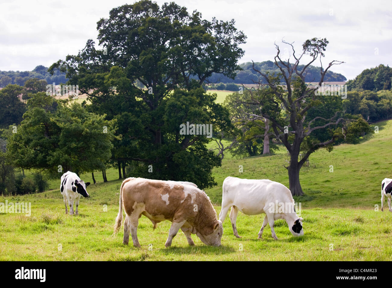 Bull avec des vaches qui paissent dans la prairie scène pastorale dans les Cotswolds, Gloucestershire, England, UK Banque D'Images