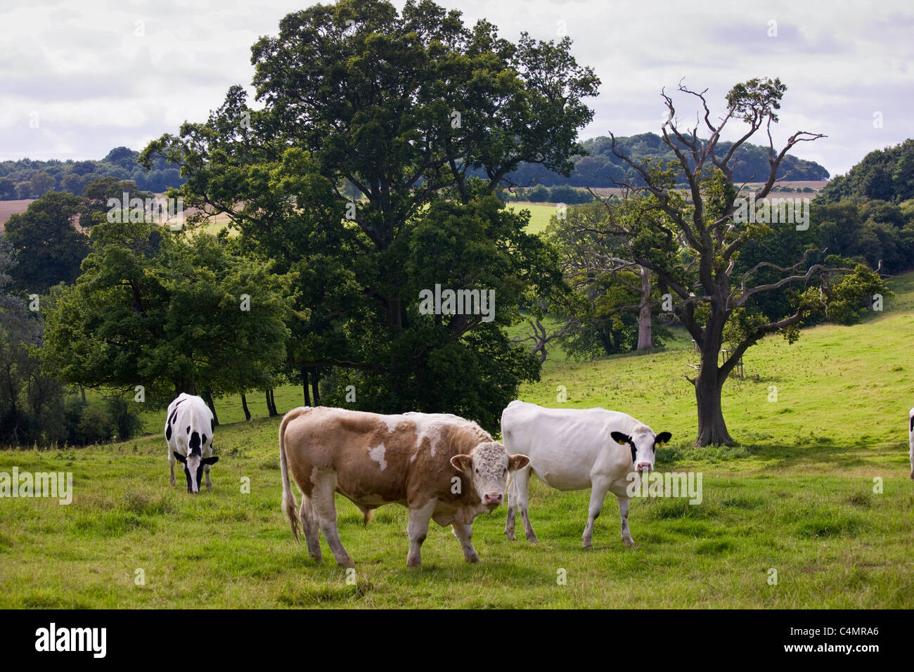 Bull avec des vaches dans le pré scène pastorale dans les Cotswolds, Gloucestershire, England, UK Banque D'Images