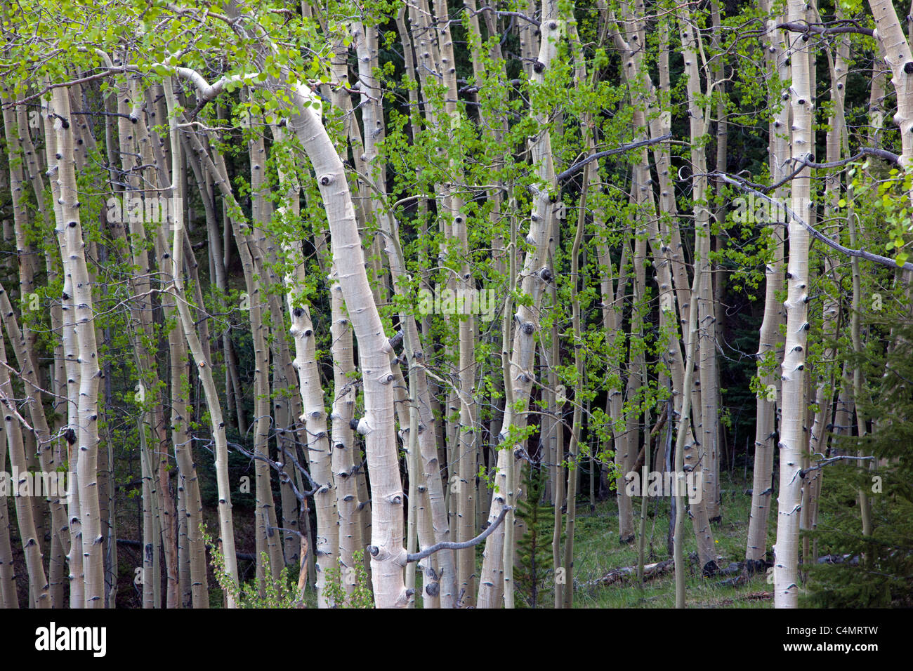 Tremble forêt, près de Marshall Pass, Sawatch Range, Colorado, USA. Banque D'Images