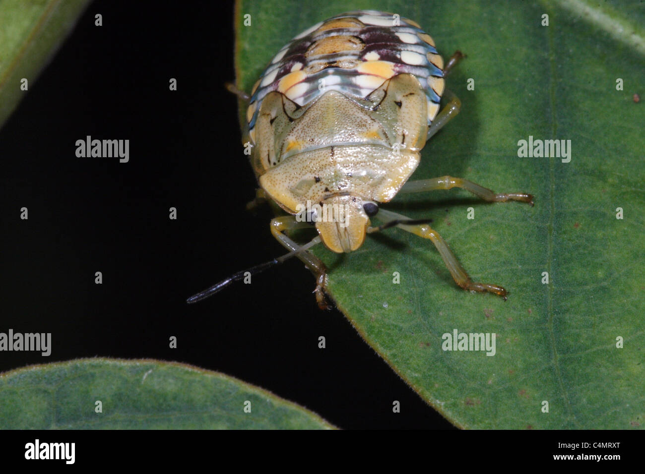 Stink Bugs (Pentatomidae) unk nymphe Banque D'Images