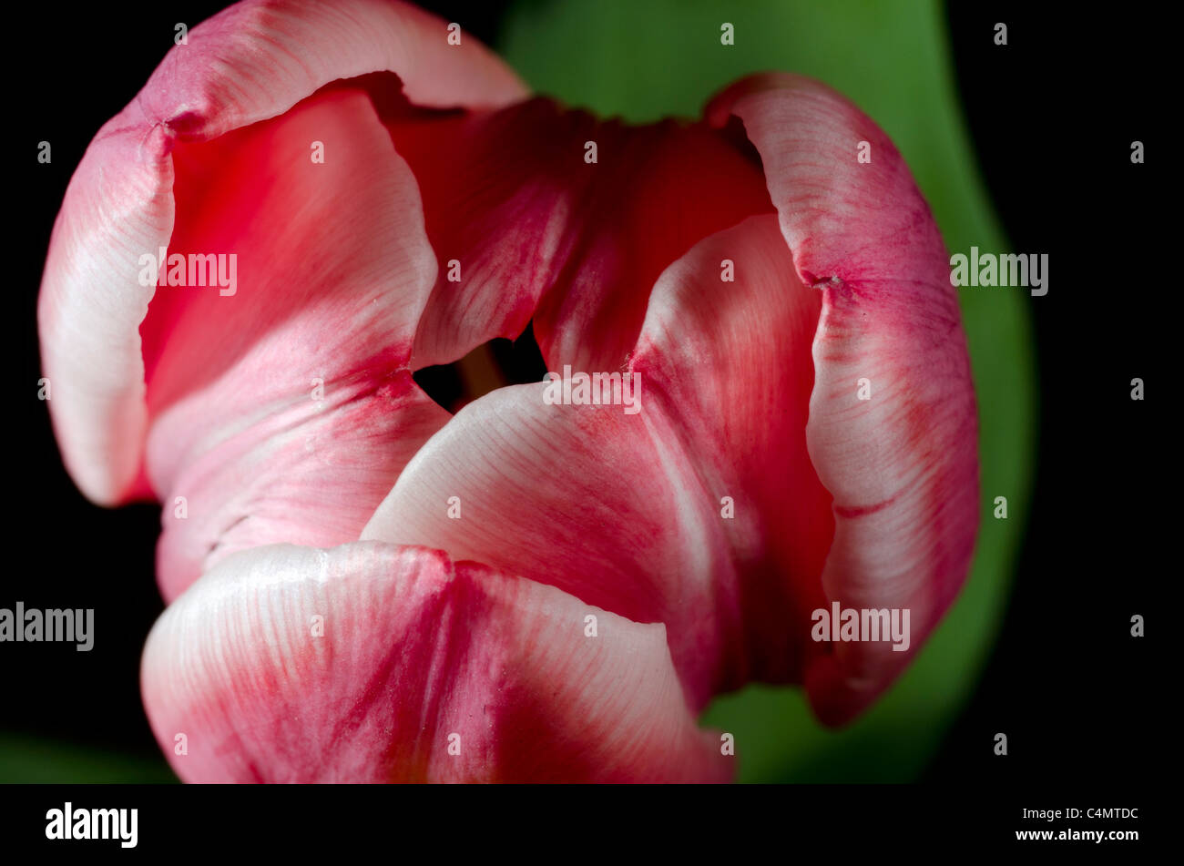 Détail de fleurs tulipes Banque D'Images