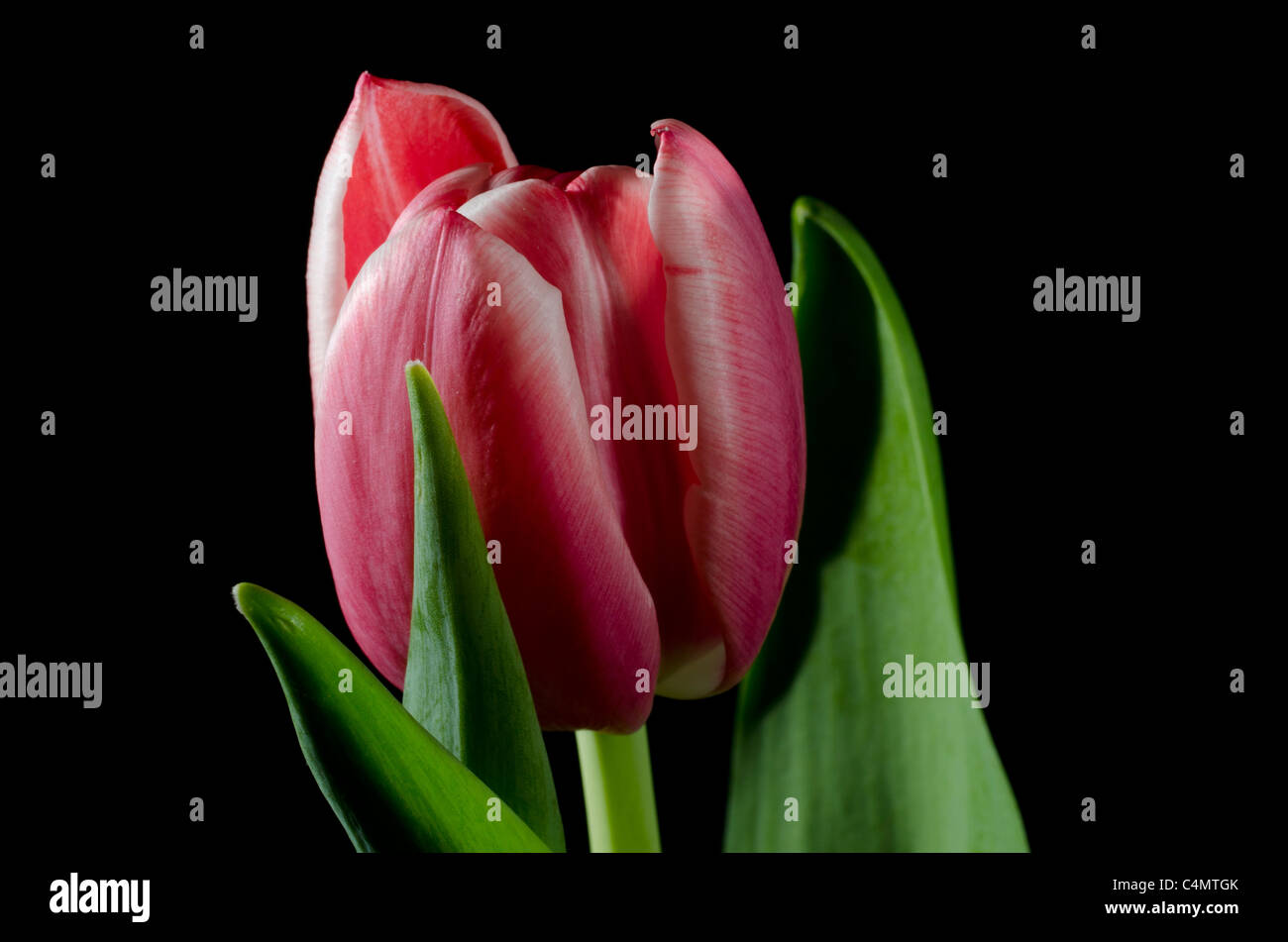 Fleur de tulipe Banque D'Images