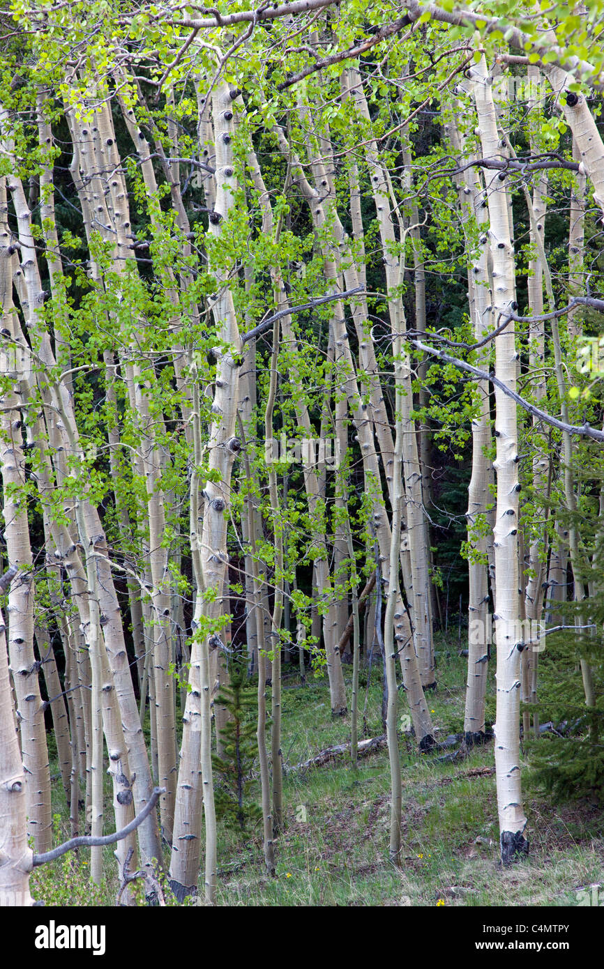 Tremble forêt, près de Marshall Pass, Sawatch Range, Colorado, USA. Banque D'Images