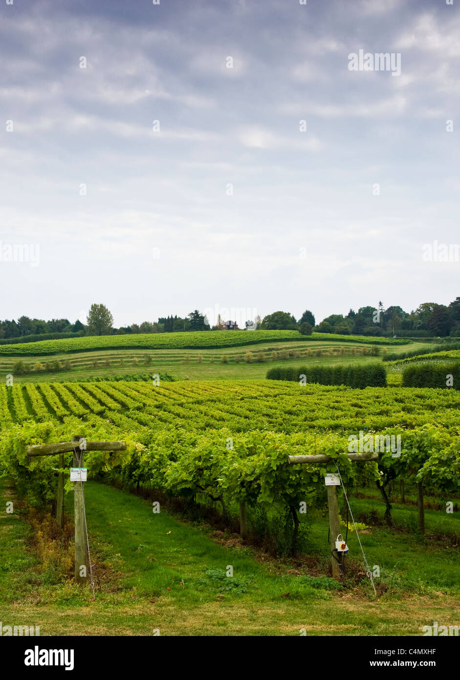 De plus en plus sur les vignes de raisins pour la production de vin au vignoble, trois chorales, Gloucestershire Newent Banque D'Images