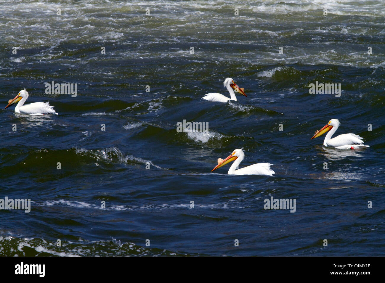 Pélicans blancs sur la Snake River dans le comté d'Elmore, Wisconsin, USA. Banque D'Images