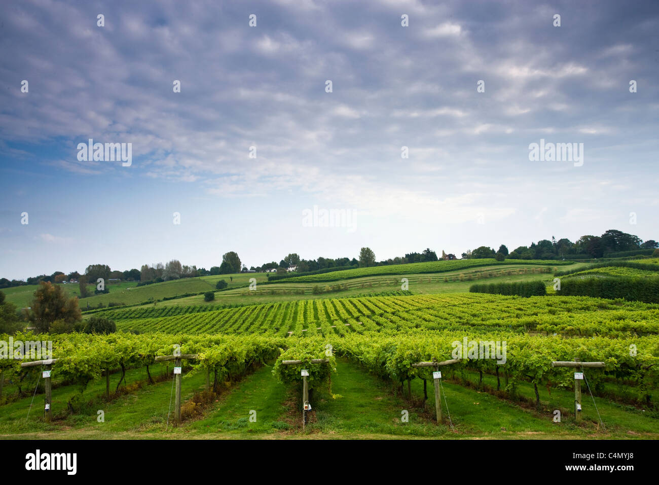 De plus en plus sur les vignes de raisins pour la production de vin au vignoble, trois chorales, Gloucestershire Newent Banque D'Images