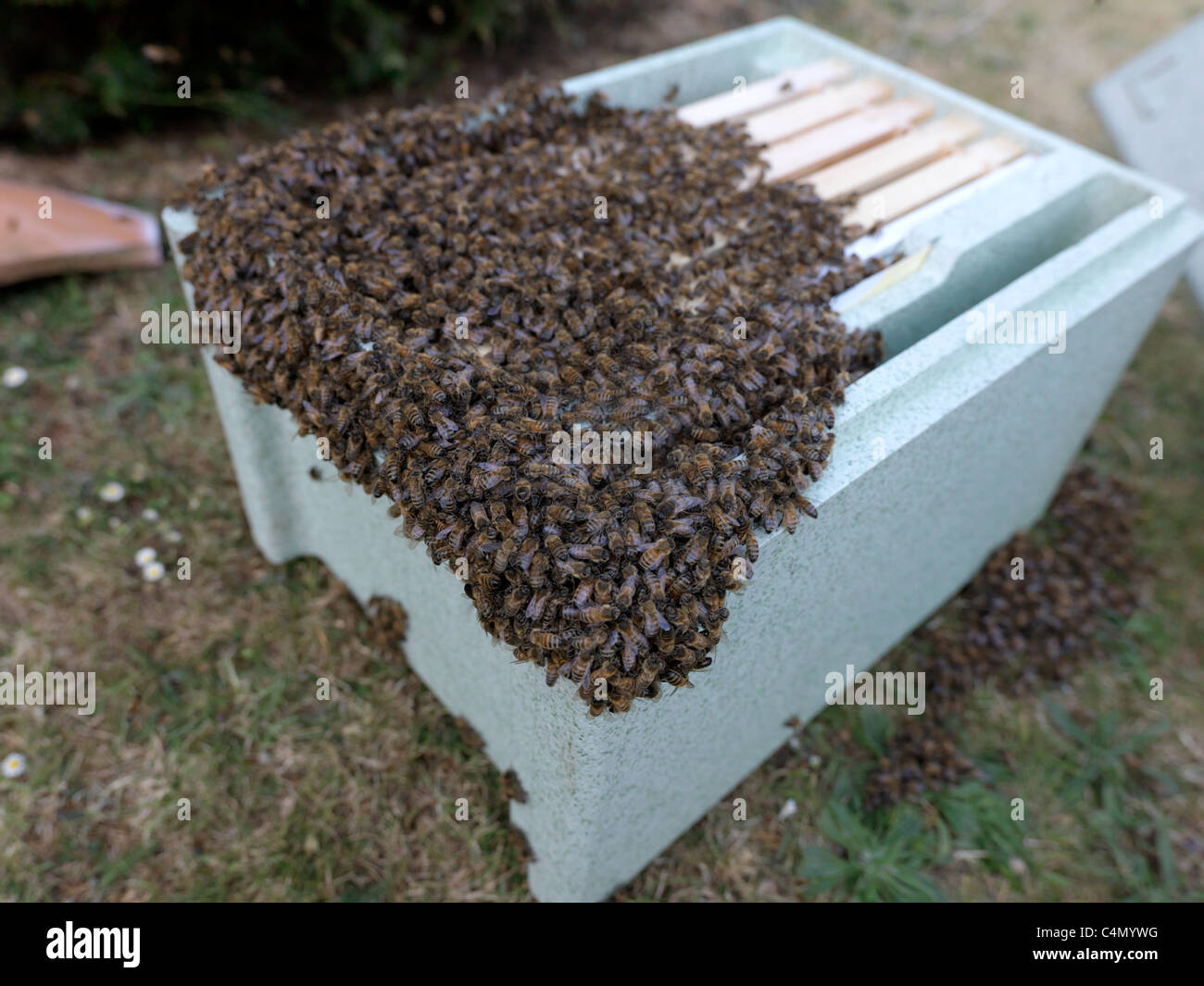 L'essaimage des abeilles dans une ruche en polystyrène temporaire en Angleterre Banque D'Images