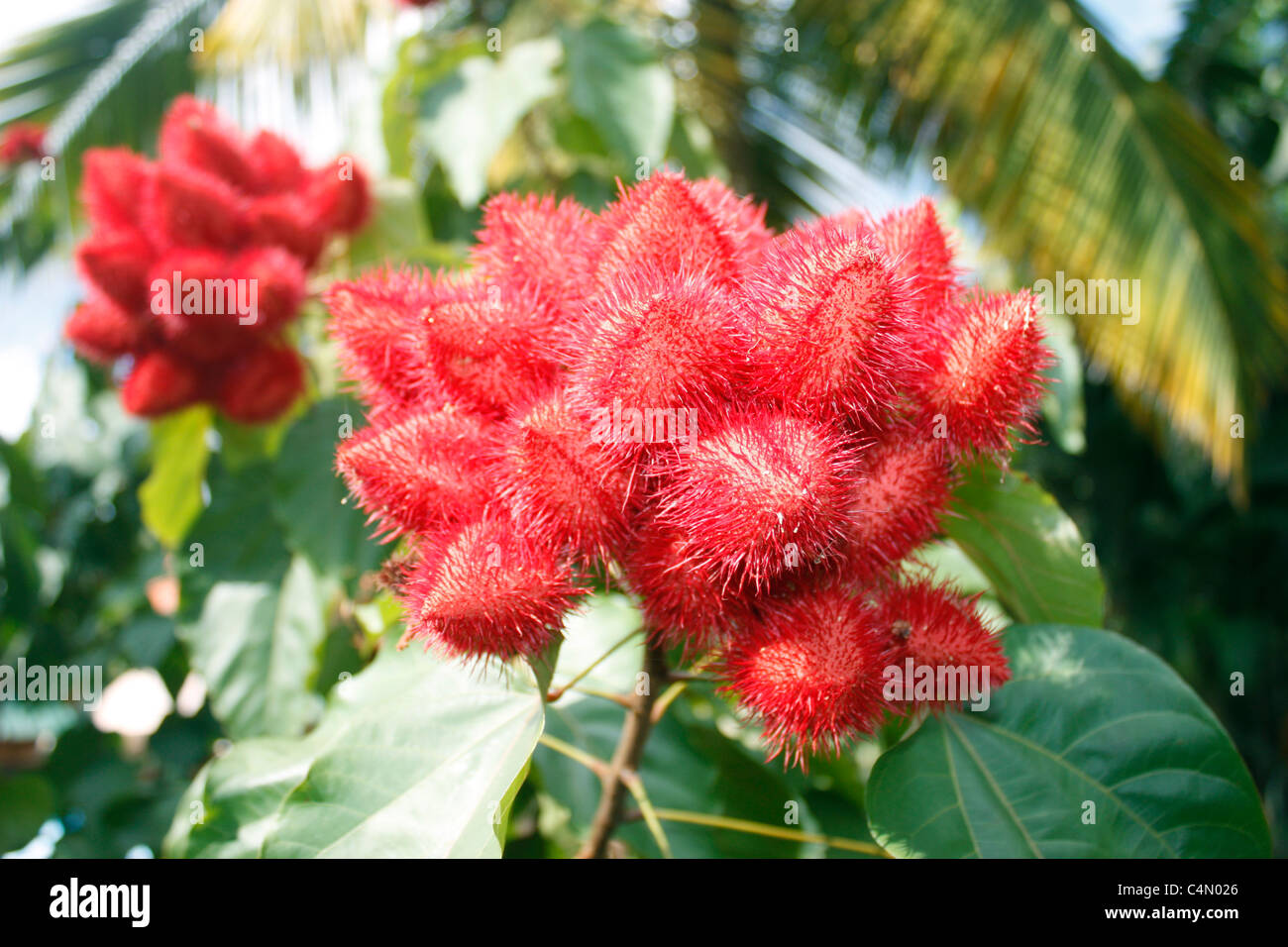 Rambutan fruit suspendu à l'arbre Banque D'Images