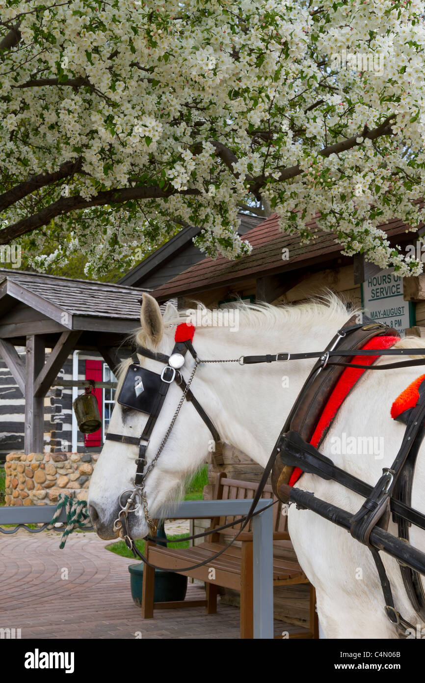 Un cheval et un chariot pour vélos à l'Essenhaus ferme à Middlebury, Indiana, USA. Banque D'Images