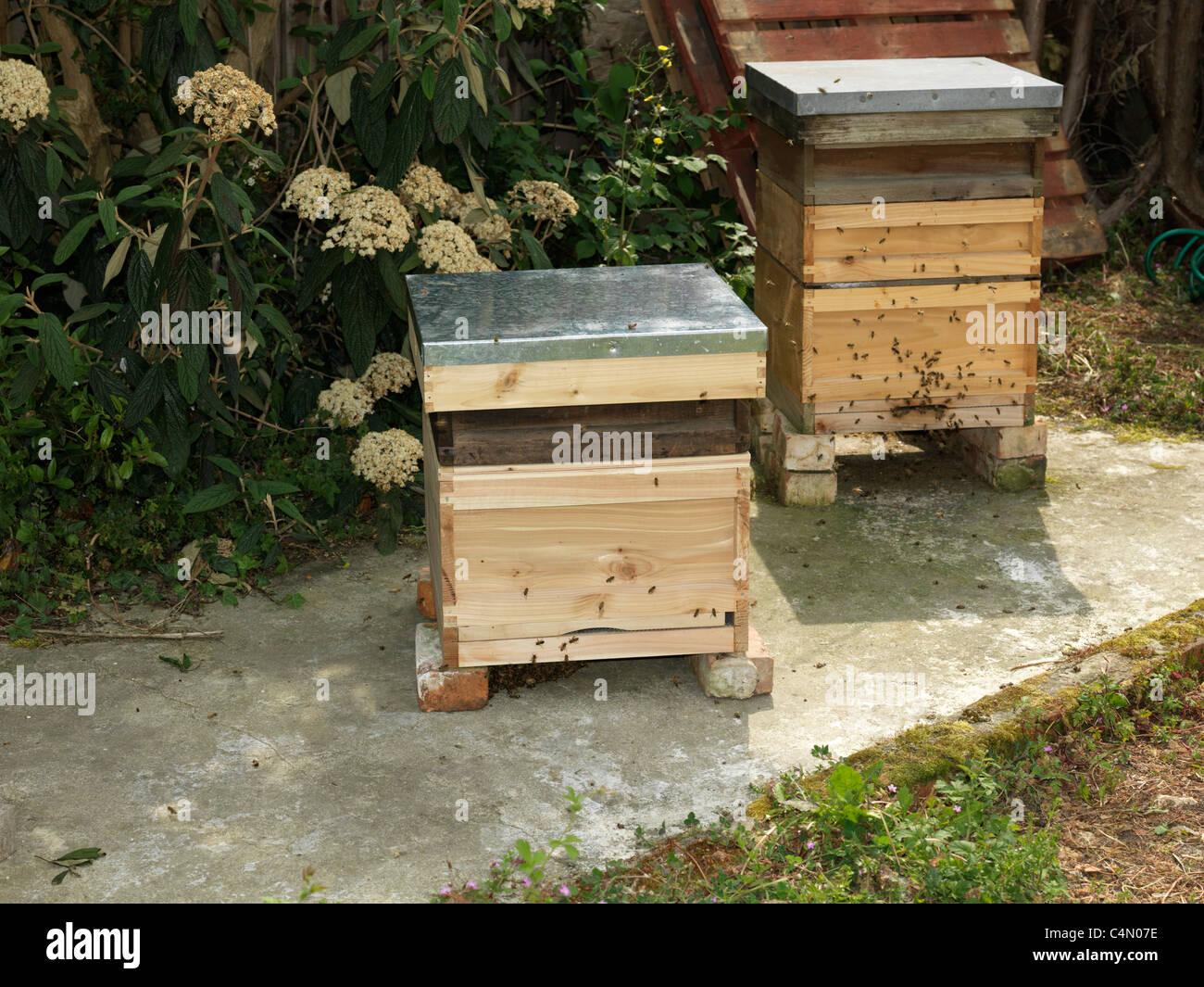 Deux Ruches pour le miel d'abeilles dans un jardin Banque D'Images