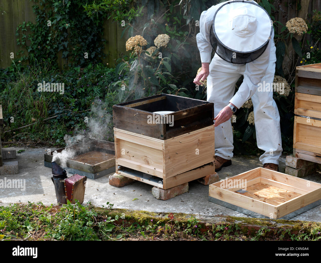 Les abeilles à miel apiculteur fumeurs tout en mettant sur un Super sur une ruche pour donner plus d'espace la ruche Banque D'Images