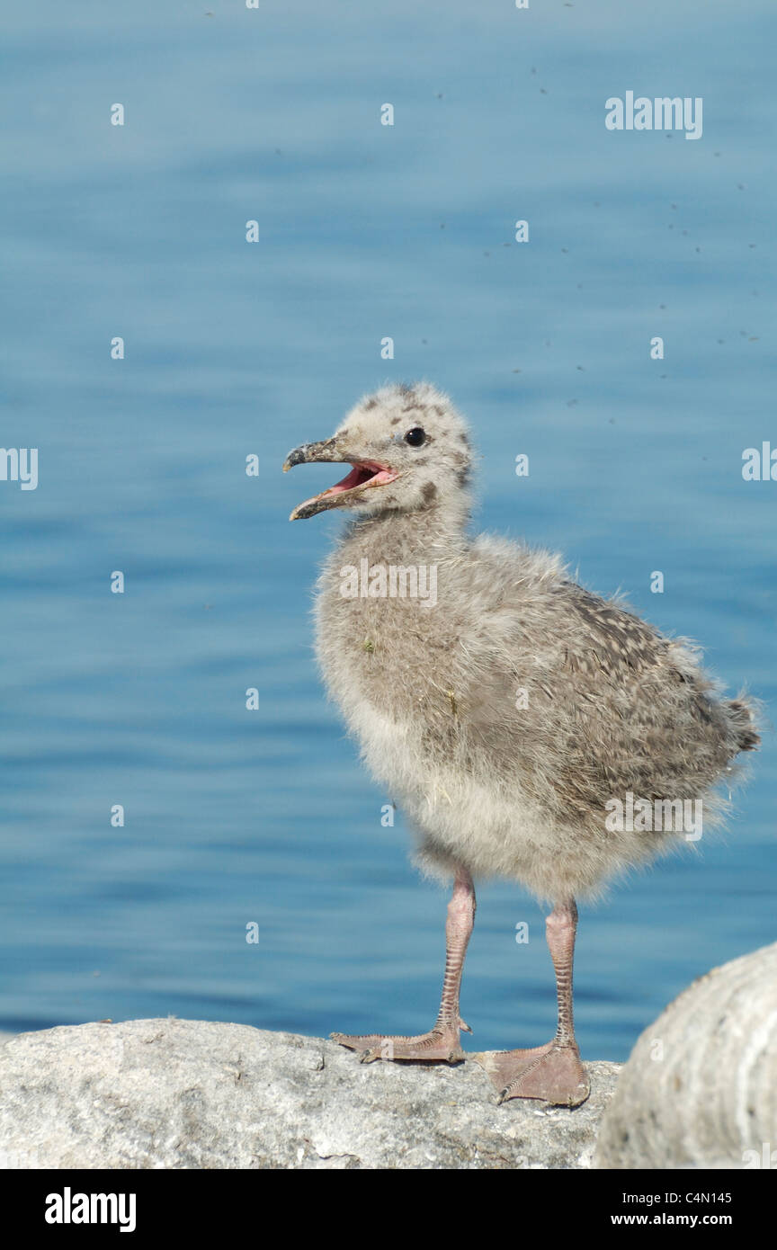 Bebe Goeland Argente Photo Stock Alamy Bebe Goeland Argente Photo Stock Alamy
