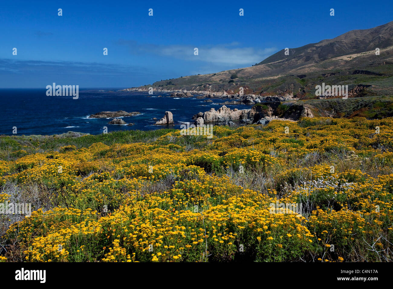 Fleurs sauvages fleurissent à Soberanes Point le long de la côte de Big Sur en Californie. Banque D'Images