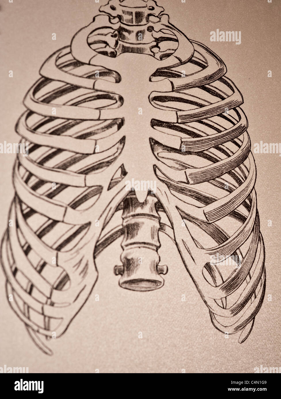 Illustration de la cage thoracique vers 1881 Banque D'Images