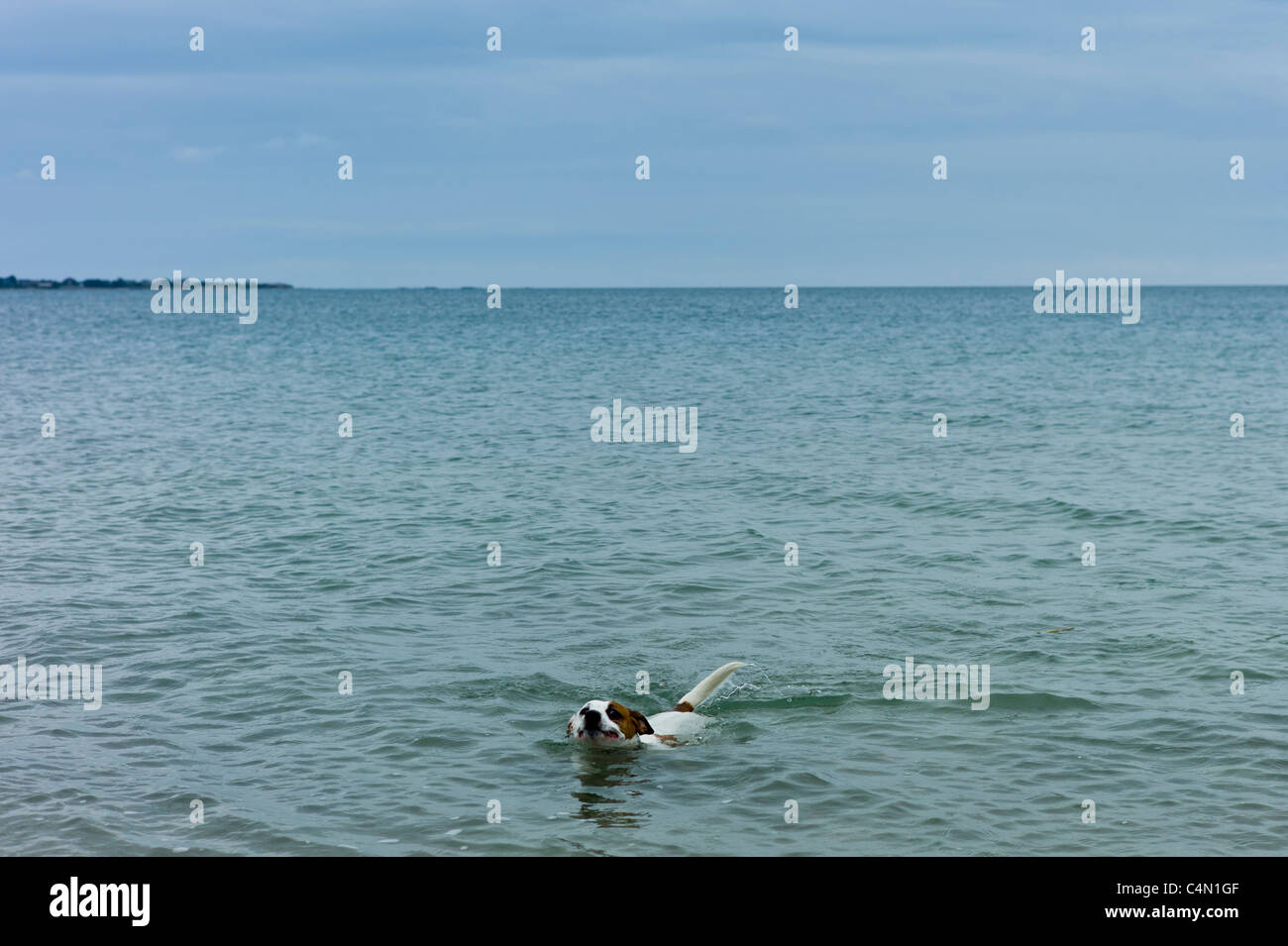 Lone chien, Jack Russell Terrier, dans la Manche, mer, La Manche, au large des côtes de Normandie, France Banque D'Images