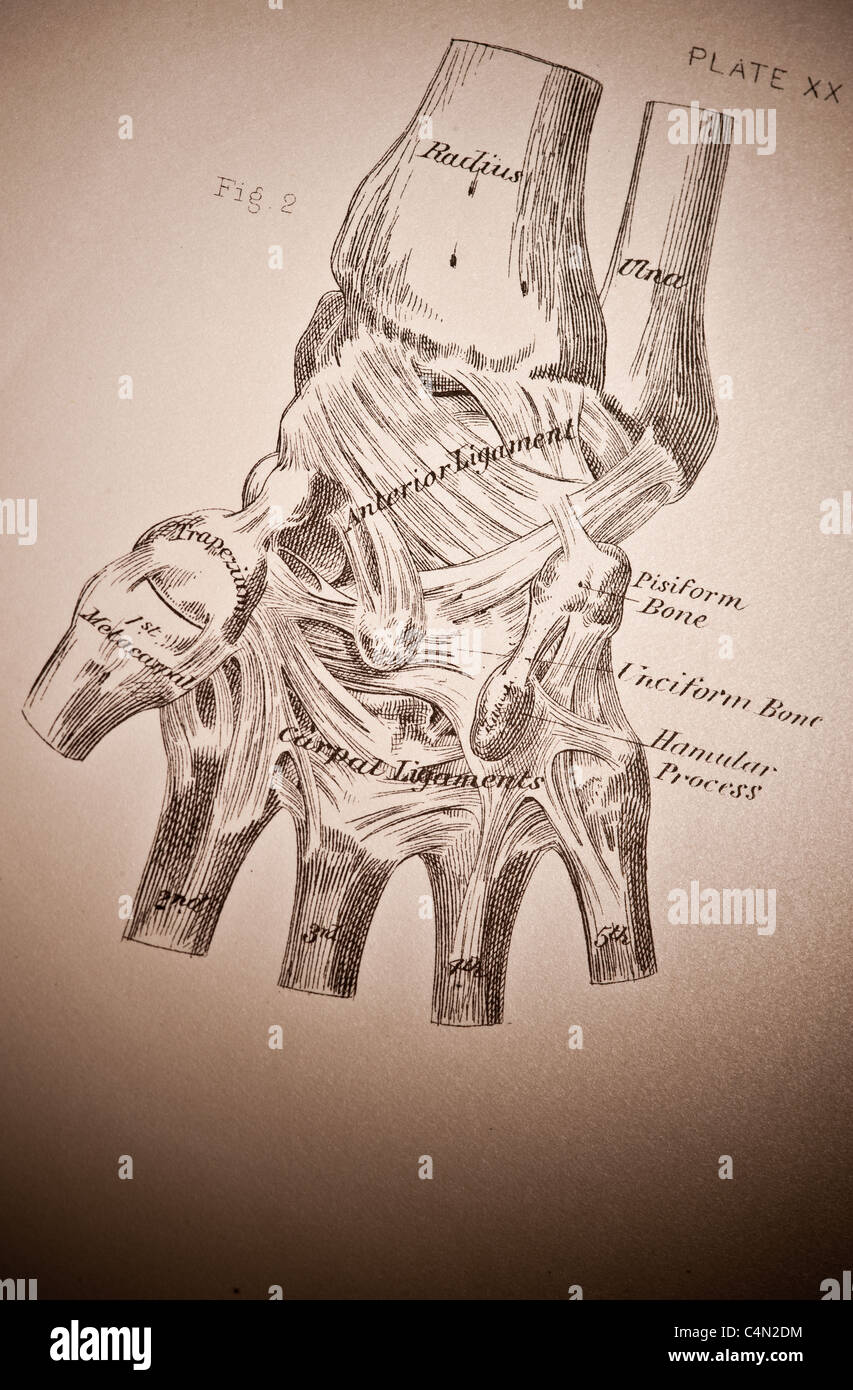 Metacarpo phalangeal joint Banque de photographies et d’images à haute — free download