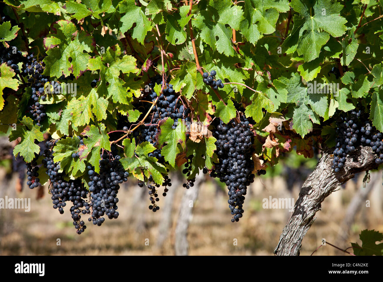 Les raisins de Merlot mûr sur une ancienne vigne au Château Bellevue, Fontcaille dans région de Bordeaux Banque D'Images