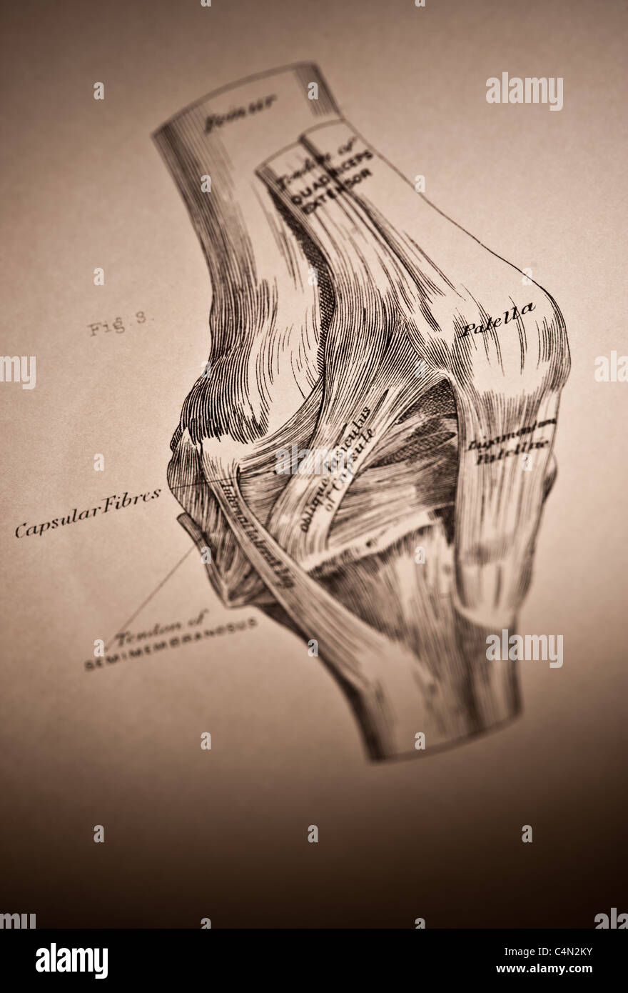 Illustration de l'articulation du genou vers 1882 Banque D'Images