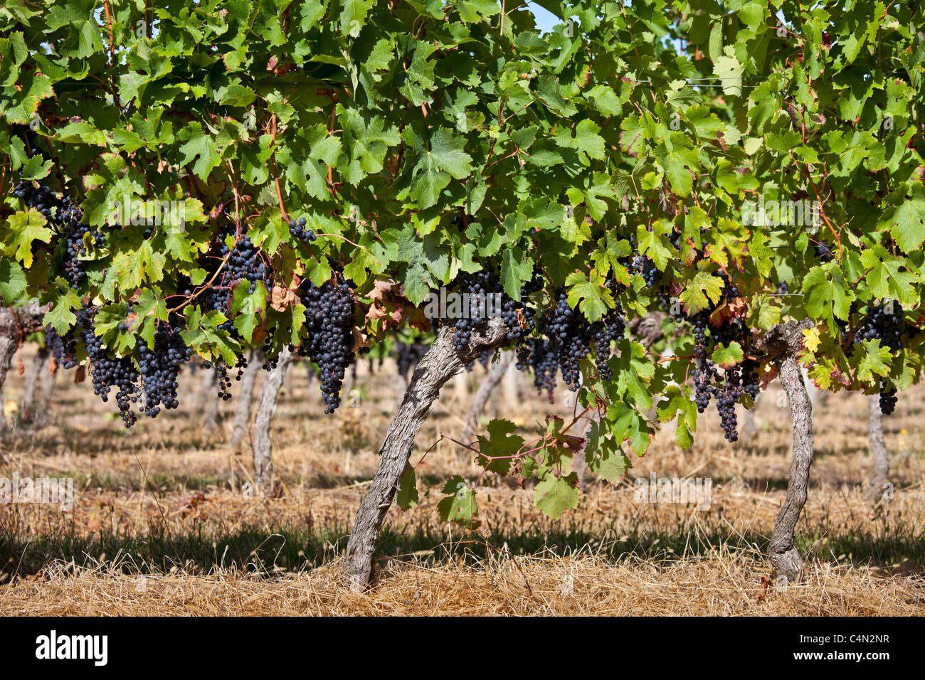 Les raisins de Merlot mûr sur une ancienne vigne au Château Bellevue, Fontcaille dans région de Bordeaux Banque D'Images