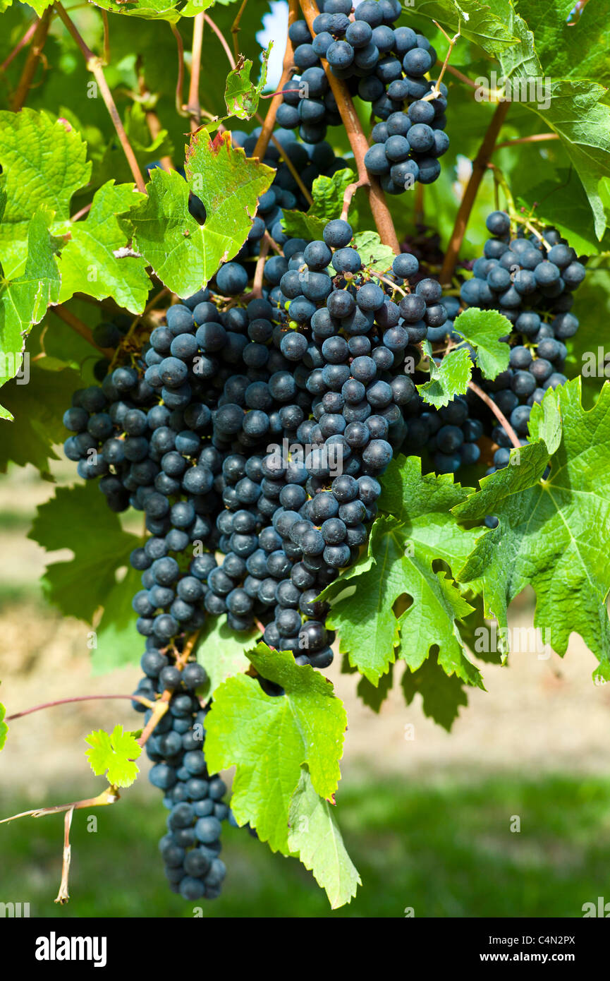 Les raisins de Merlot mûr sur une ancienne vigne au Château Bellevue, Fontcaille dans région de Bordeaux Banque D'Images