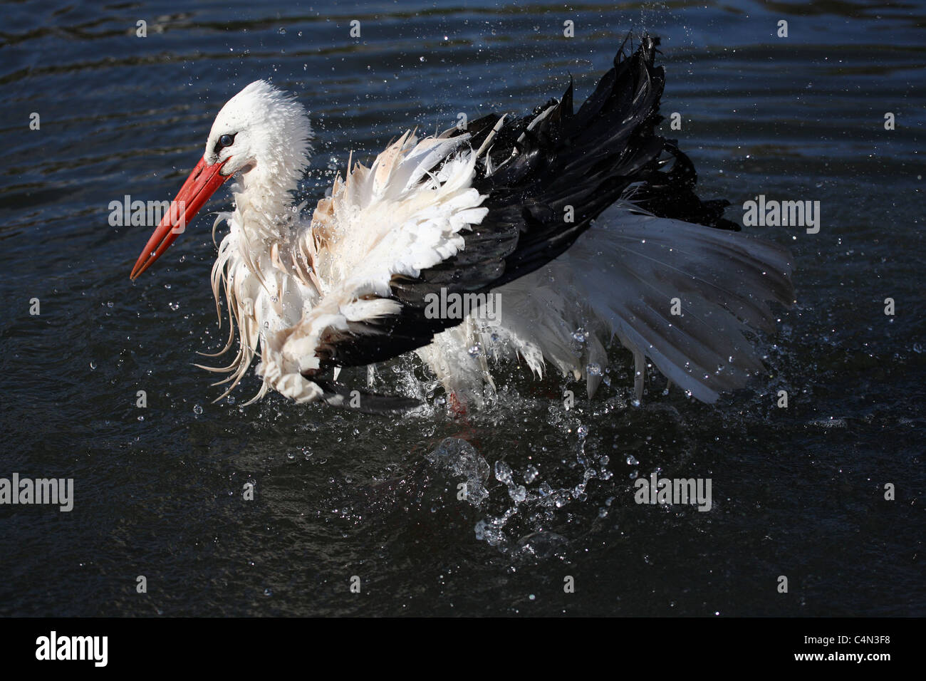 Cigogne blanche Banque D'Images