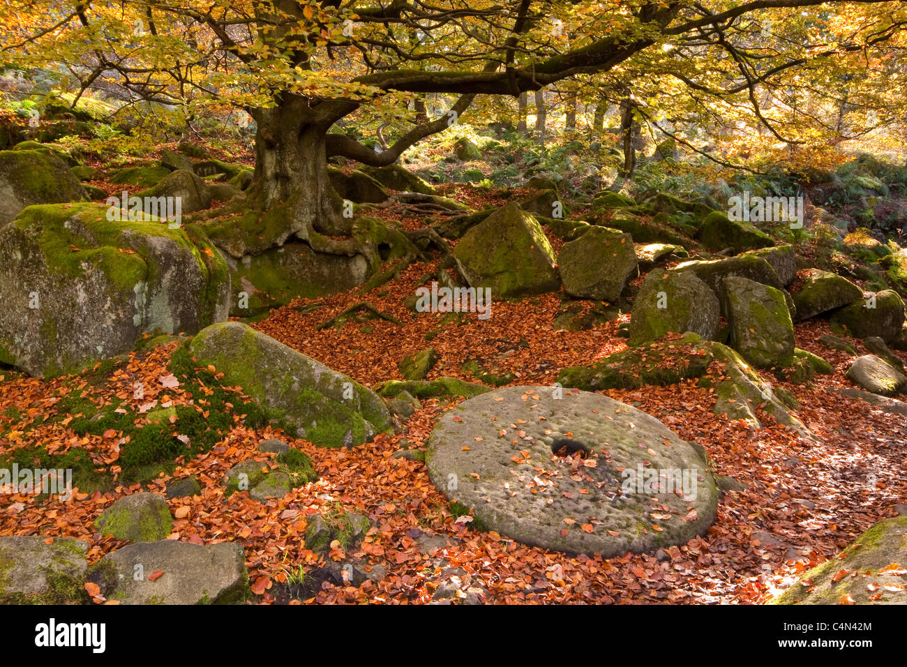 Une meule abandonnée dans le Derbyshire Peak District avec le sol couvert de feuilles en automne. Banque D'Images