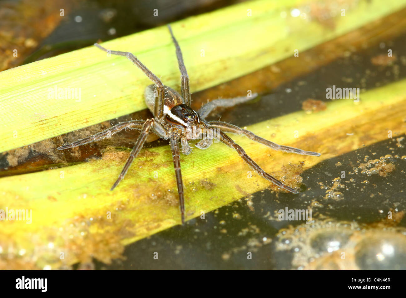 Six points d'araignées Dolomedes triton (pêche) Banque D'Images