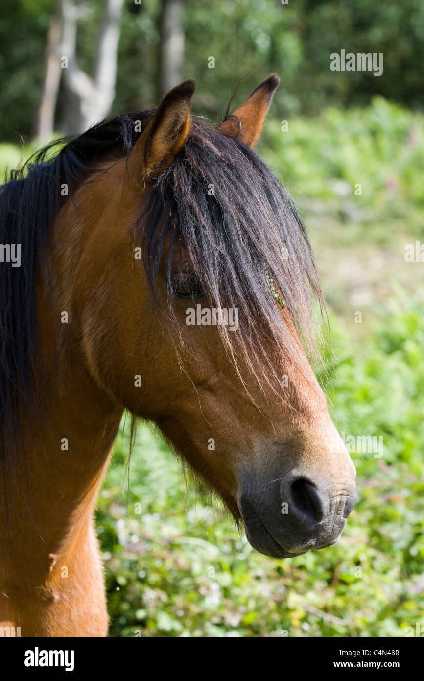 Poney New Forest Equus Ferus Caballus Banque D'Images