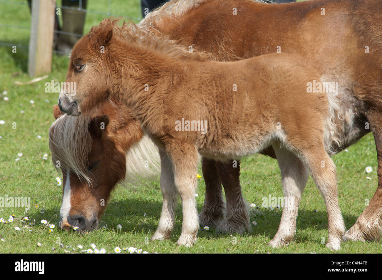 L'Écosse, Shetland Lerwick, continentale. Poneys Shetland pure race, mare et poulain. Banque D'Images