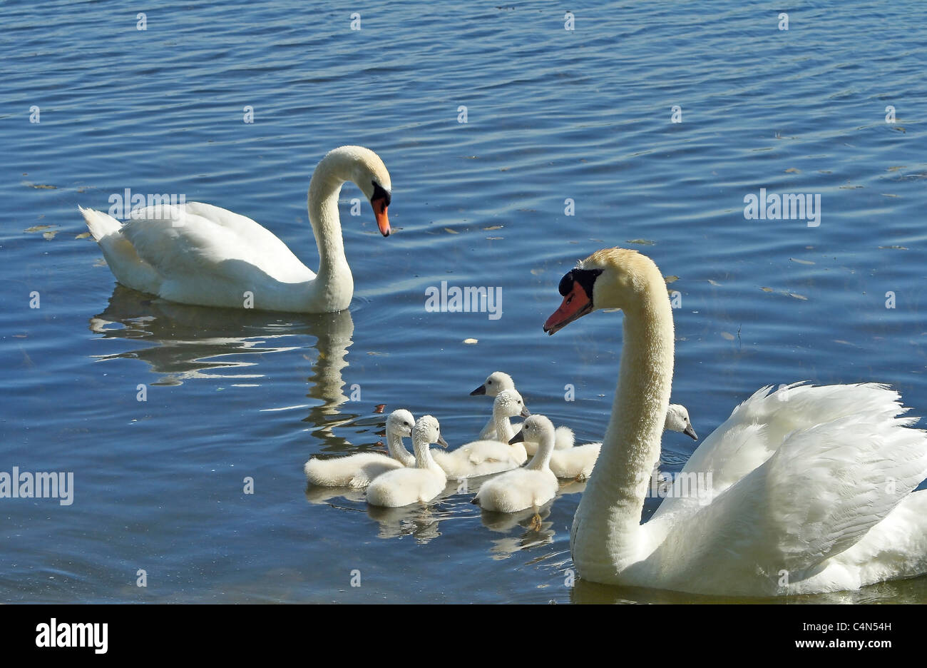 La famille Swan Banque D'Images