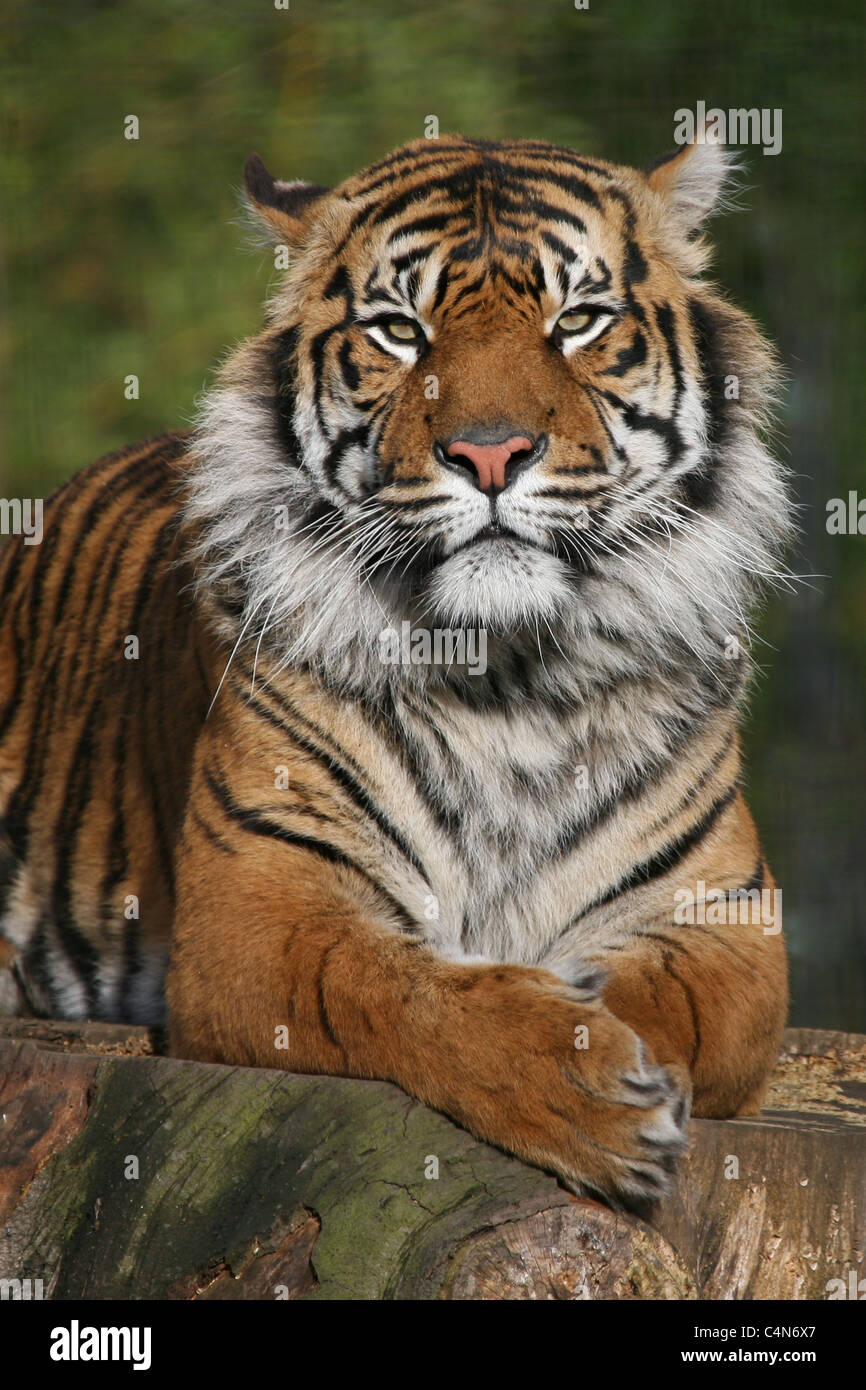 Tigre de Sumatra Banque D'Images