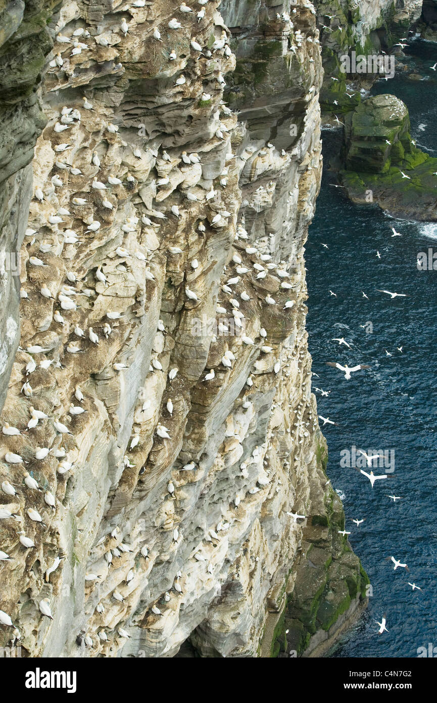 Le Fou de Bassan (Sula bassana) colonie de reproduction, à l'île de Noss National Nature Reserve, Shetland, UK Banque D'Images