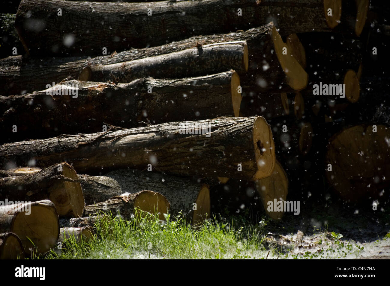 Souffler les graines de peuplier noir, à la recherche comme la neige, en face d'une pile de grumes empilées à Trabadelo, village de la région de El Bierzo, Espagne Banque D'Images