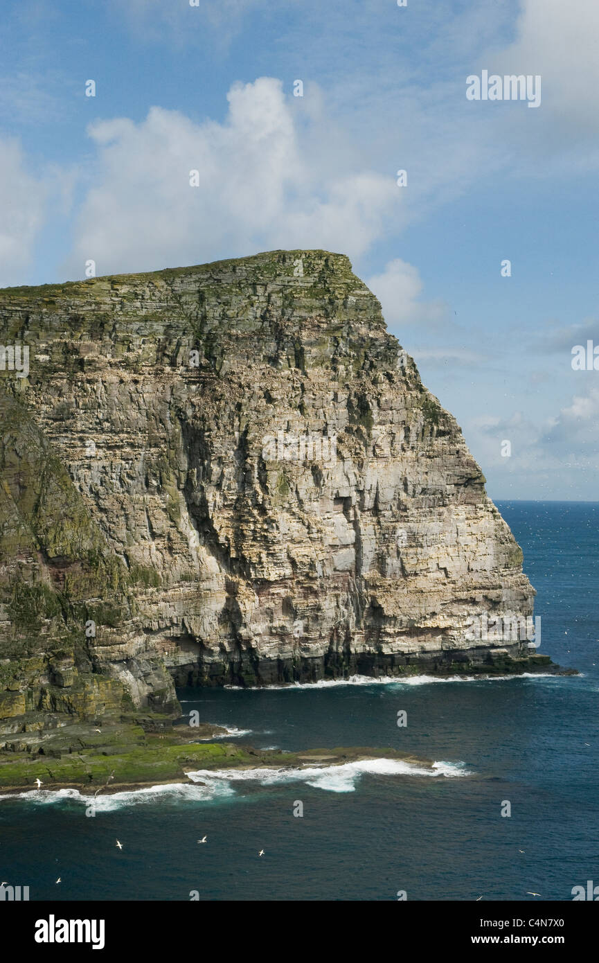 Le Fou de Bassan (Sula bassana) colonie de reproduction, à l'île de Noss National Nature Reserve, Shetland, UK Banque D'Images