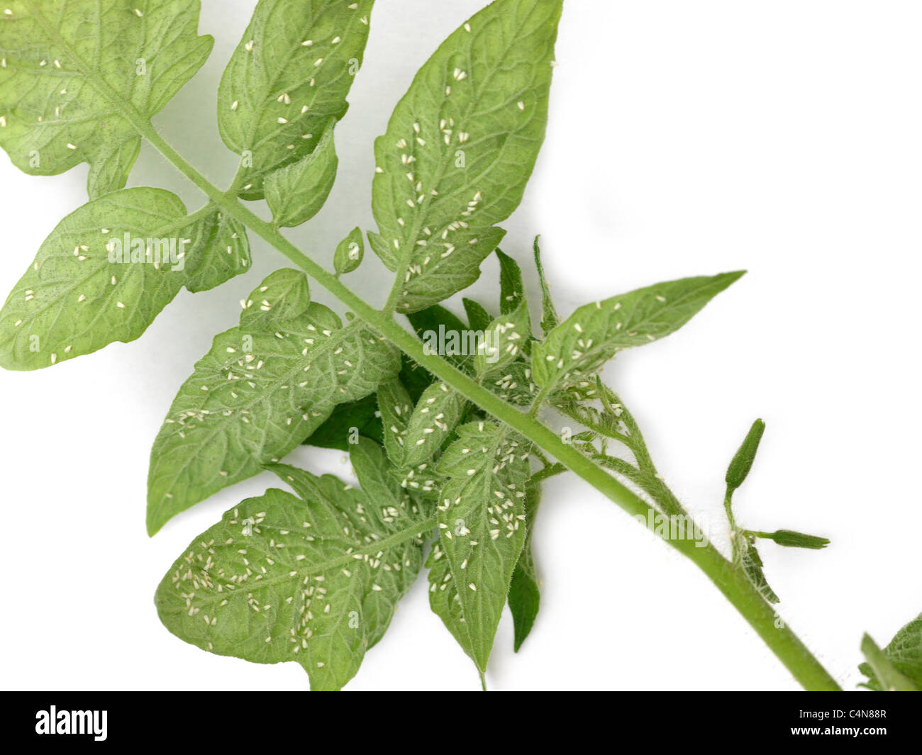 La Mouche blanche sur les feuilles des plantes de tomate Banque D'Images