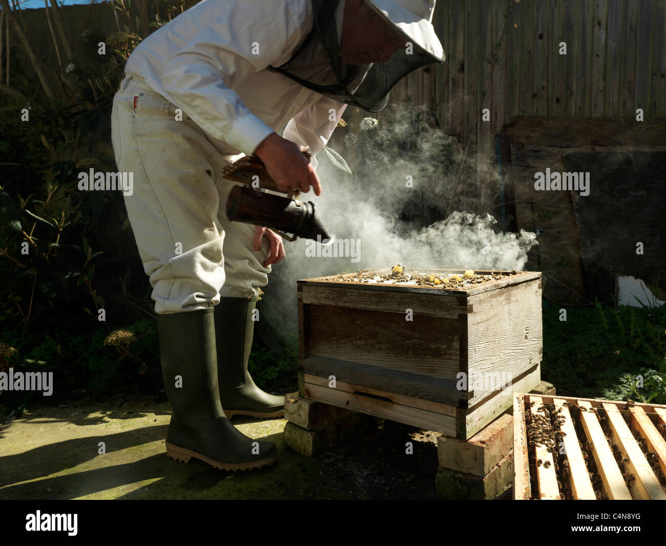 Les abeilles à miel apiculteur fumeurs dans la ruche pour les rendre somnolent Banque D'Images