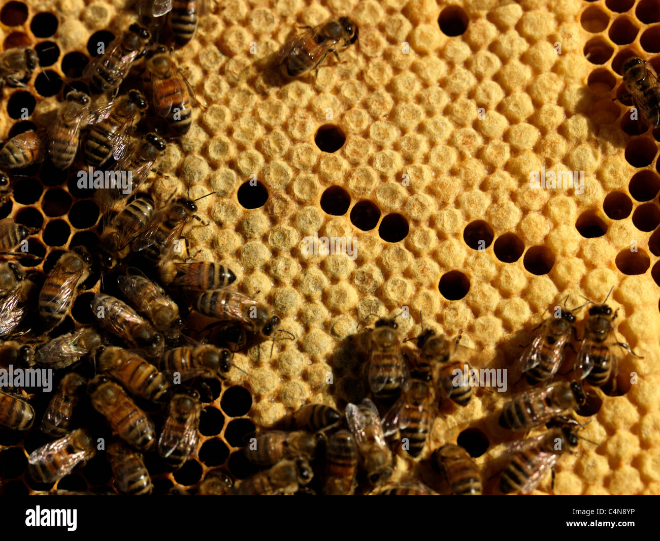 Les abeilles du miel dans la ruche couvain scellé montrant Banque D'Images