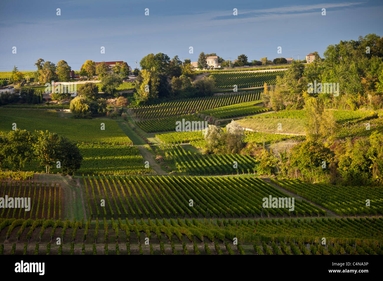 Les raisins noirs mûrs dans les pentes de la colline de vignoble à St Emilion dans la région des vins de Bordeaux de France Banque D'Images