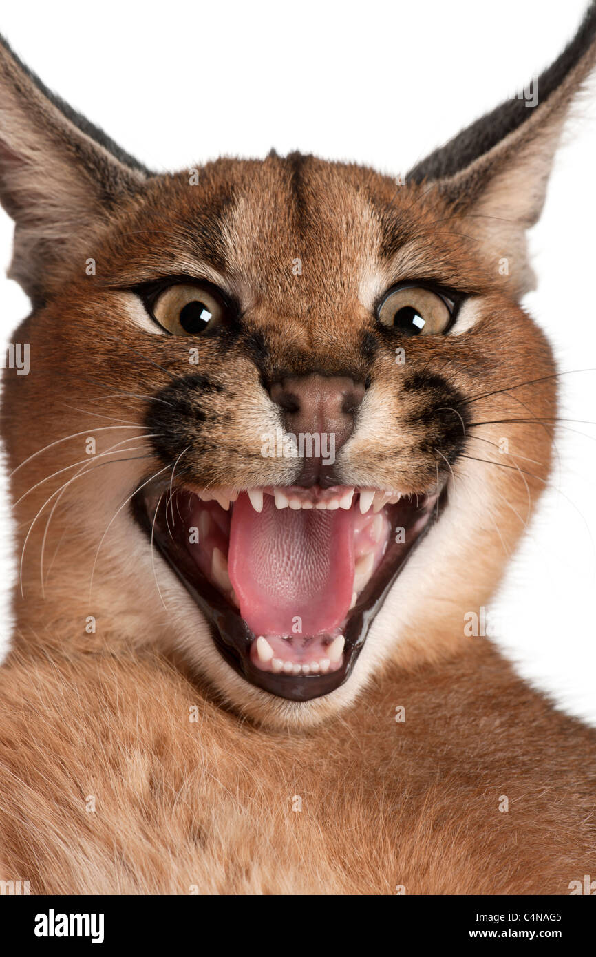 Close-up of Caracal Caracal caracal, sifflement, 10 years old, in front of white background Banque D'Images