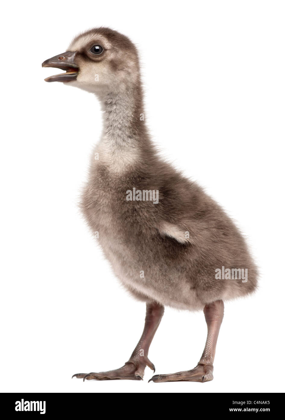 Hawaiian Goose Branta sandvicensis ou Nēnē, une espèce d'oie, 4 jours, in front of white background Banque D'Images