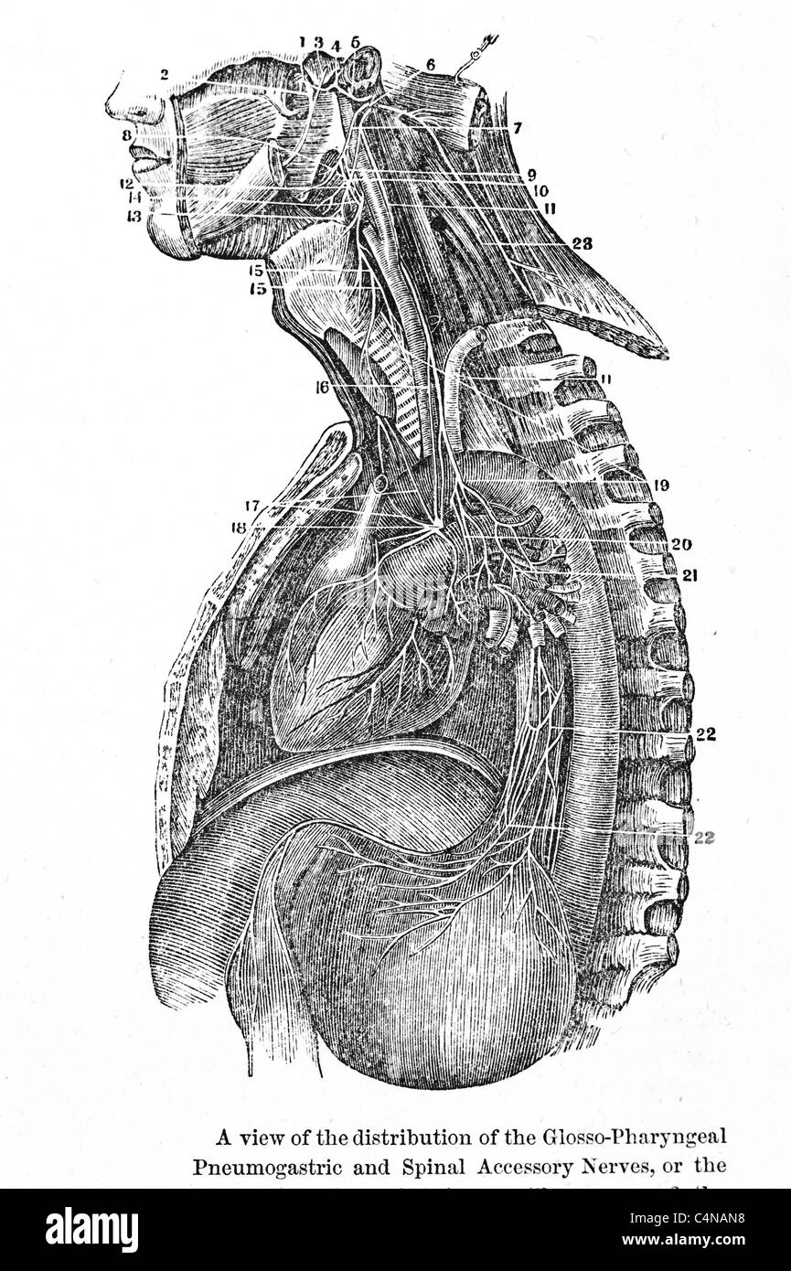 Illustration médicale antique des viscères, organes internes et la cavité abdominale. Banque D'Images